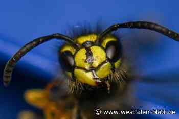 Wenn Insekten zustechen: Apotheker gibt Tipps
