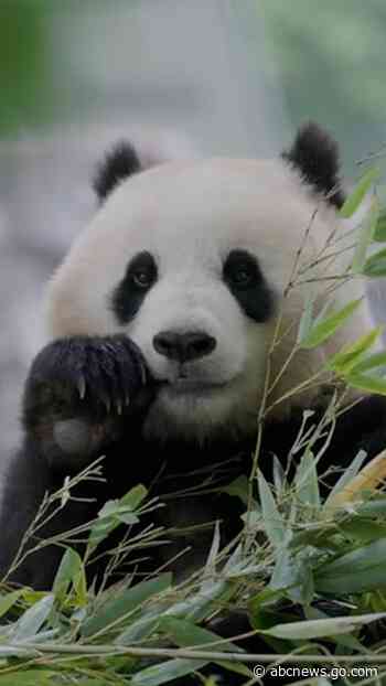 WATCH:  Adorable new pandas arriving at the National Zoo from China