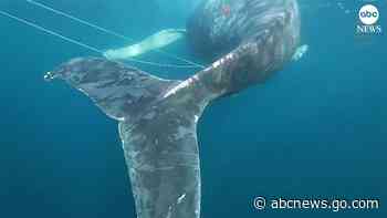 WATCH:  Humpback whale rescued from fishing lines