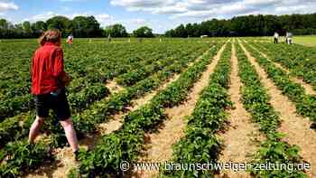 Hier gibt es in Wolfsburg Erdbeeren zum Pflücken oder Kaufen