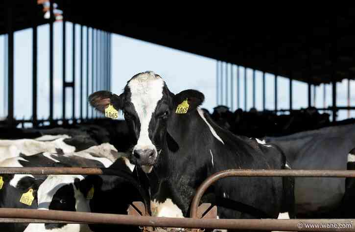 Michigan reports another person working with cows got bird flu, the third US case this year