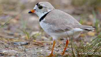 Precarious piping plover population persists despite climate change extremes