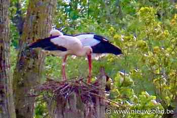 Voor het eerst jonge ooievaars in Schulensbroek: “Nest volledig natuurlijk gebouwd”