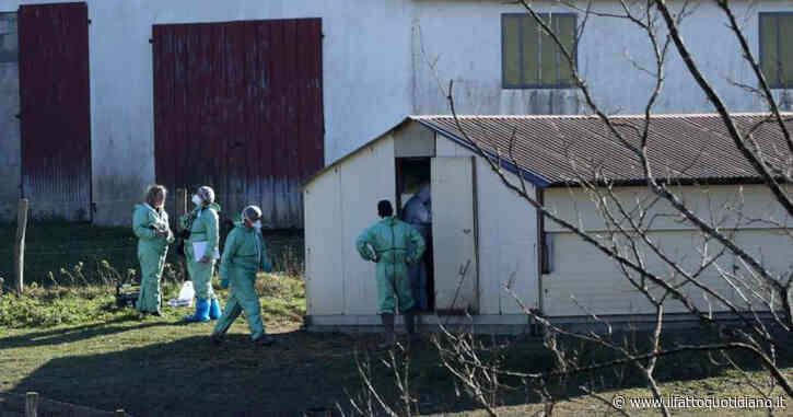 Aviaria, negli Stati Uniti terzo caso di contagio da bovino ad umano. Le autorità: “Il rischio rimane basso”