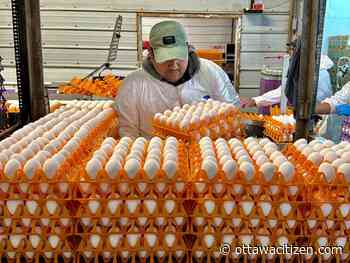 Now is the time to build domestic vaccine capacity amid avian flu concerns: drug developers