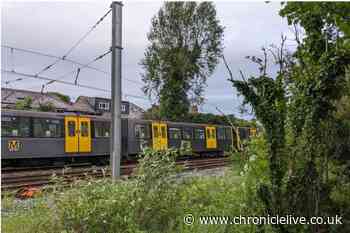 Disruption to Metro service to run into Friday as works to remove fallen tree continue