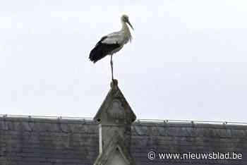 Eerste broedgeval in Zandhoven in decennia: kleine ooievaars kunnen als alles naar wens verloopt elk moment uit ei kippen