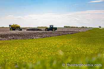 Lentils, field peas sprouting on Sask. farms: Crop report