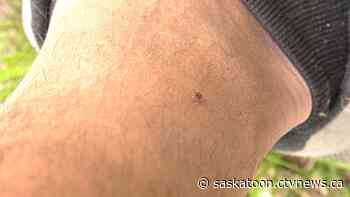 Early spring brings increased tick activity in Saskatchewan