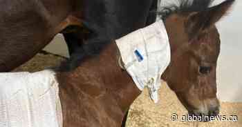 Violent attack on foal at Leduc County horse farm has owner worried about riding clients