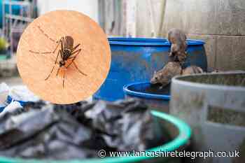 7 pests to look out for in your garden and home this summer