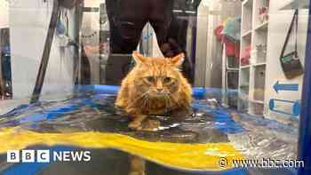 Fat cat's 'feline fine' by swimming to lose weight