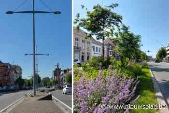 Stad wil de mooiste middenberm ook doortrekken naar Markt