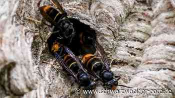 Imker in Nagold: Ist die Asiatische Hornisse bald nicht mehr invasiv?