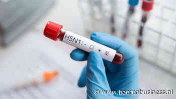 Vogelgriep VS ook in vlees, steun voor melkveehouders