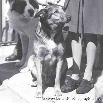 Parachuting dog and comrades recognised as D-Day heroes