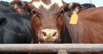 Beef fundamentals turning murky