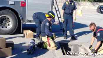 Duckling rescue at Wellington Plaza