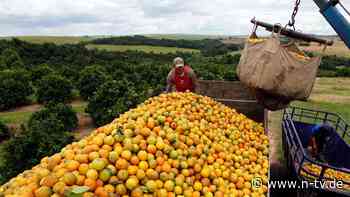 Hersteller suchen Alternativen: An der Börse explodiert der Orangensaft-Preis