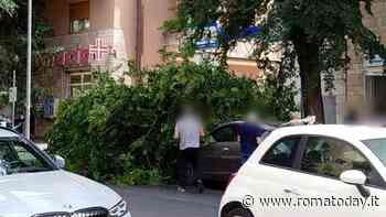 Albero si spezza e danneggia auto in sosta