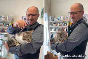 Gevonden kat in metrostel MIVB heeft nieuwe thuis