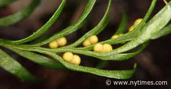 Scientists Find the Largest Known Genome Inside a Small Plant