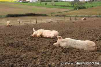 Gemeenten willen dierenwelzijn samen aanpakken in nieuw centrum: “Asiel dat ook focust op educatie en sensibilisering”
