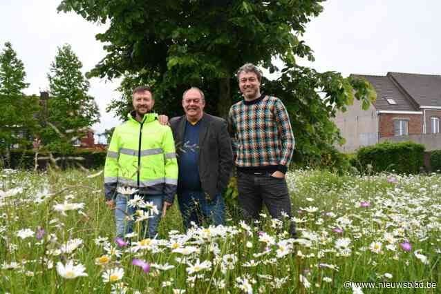 Bijenvriendelijk Harelbijke:“In 2022 werden hier 120 soorten geteld, meer dan in Kortrijk”