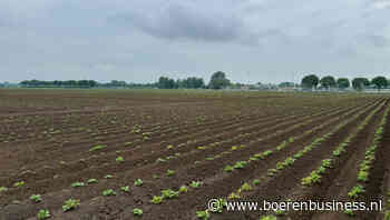 Problemen blijven zich voor aardappeltelers opstapelen