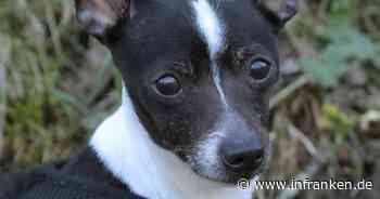 Tierheim Bamberg: Hündin Kira braucht Menschen, denen sie vertrauen kann