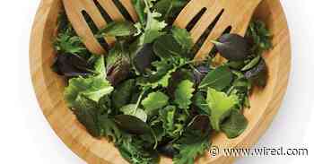 Gene-Edited Salad Greens Are Coming to US Stores This Fall