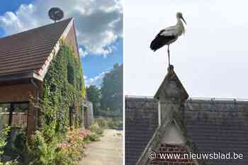 Zoersels koppel met ooievaarsnest wacht al acht jaar op bewoners, kans vergroot nu met broedpaar in de buurt: “Ze zijn hier heel welkom”