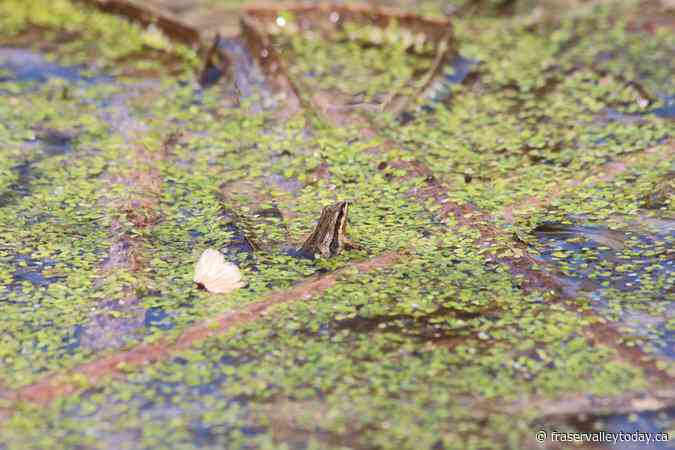 Federal government says funding has restored threatened frog’s habitat in Quebec