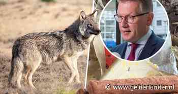 Wordt wolven écht fastfood gevoerd, zoals gedeputeerde Harold Zoet beweert?