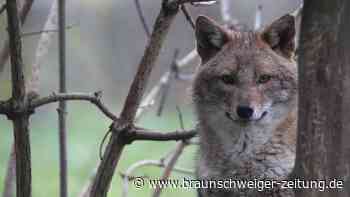 Neues Raubtier im Harz: Kommt der Goldschakal in die Region?
