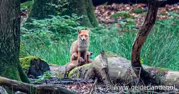 Vader en zoon Voss maken prachtig plaatje van voedende vos op de Veluwe: ‘Mijn vader stond te shaken’