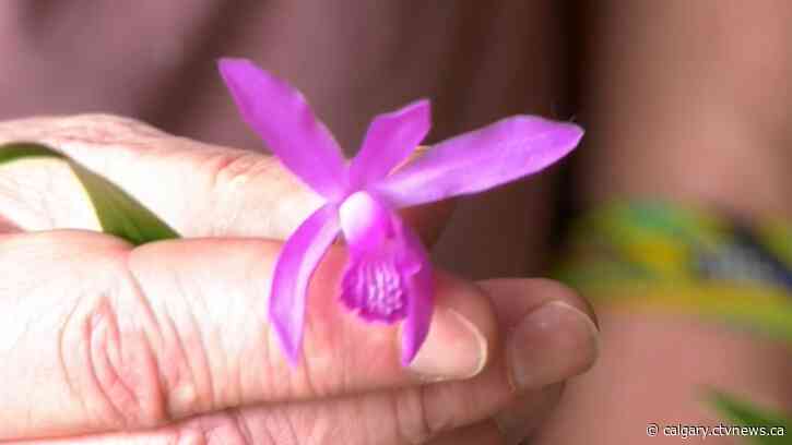 'So much variety': Calgary Orchid Show runs this weekend