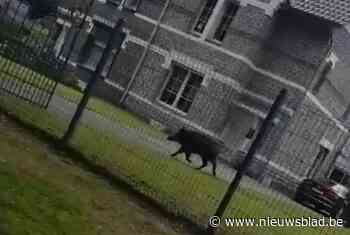 Eisden Tuinwijk geplaagd door everzwijnen