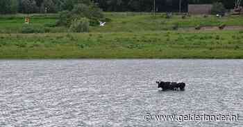 Bijzonder tafereel: koe maakt een ommetje en staat diep in het water
