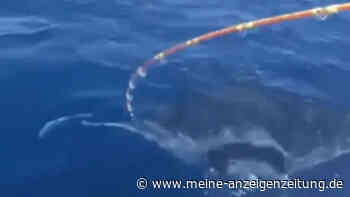 Im Video: Größer als ein VW Golf – Fischer fängt riesigen „Teufelsrochen“ im Mittelmeer