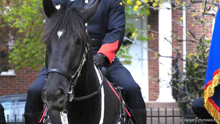 Meet Gladius, the newest member of the Calgary Police Service mounted unit