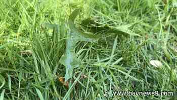 Fertilizer ban begins Saturday for some Bay area counties