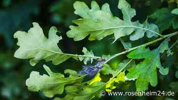 Wohl wegen Eichenprozessionsspinner: 13 Schüler in Klinik gebracht
