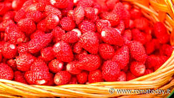 Storia del borgo vicino Roma diventato famoso per le sue fragole piccole e buonissime