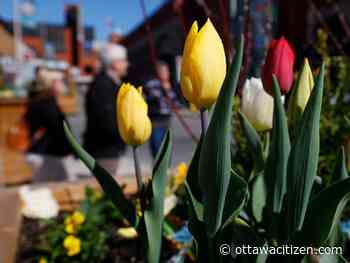 Today's letters: Ottawa has flaws but basically, it's a great city