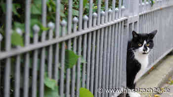 Schockierender Fund in Oberbayern: Katze gehäutet und verstümmelt