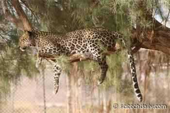 On the Brink of Extinction – Scientists Develop Genetic Rescue Plan for Arabian Leopards