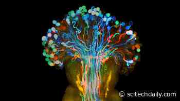 The Love Life of Plants: How Female Flowers Pick Their Perfect Match