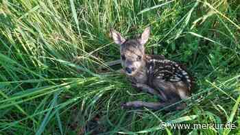 THW Fürstenfeldbruck bietet Hilfe bei Kitzrettung