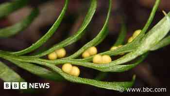 World record broken for living thing with most DNA